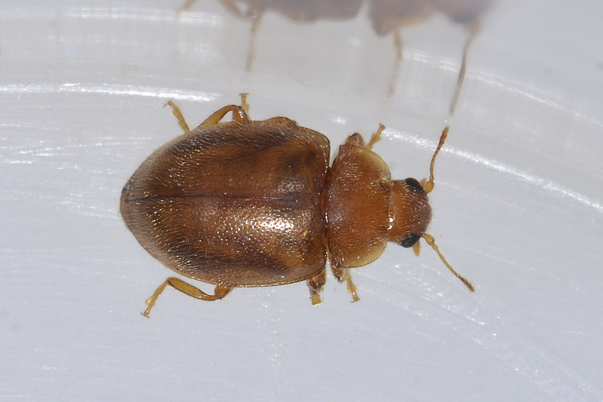 Rhyzobius sp., Coccinellidae